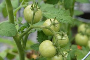 Bunches of Green Cherry Tomatos Hanging Down photo