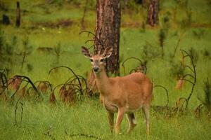 Deer Standing in a Wooded Grassy Grove photo