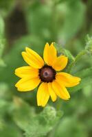 Delicate Black Eyed Susan Flower Blooming and Flowering photo