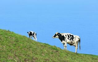 Newborn Calf Standing with It's Mother on a Hillside photo