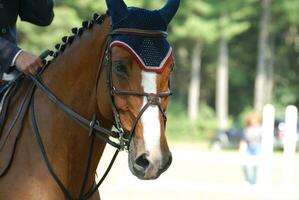 Lovely Show Horse Tacked Up for the Ring photo