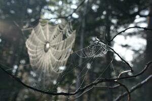 Pair of Spider Webs with One in Background photo