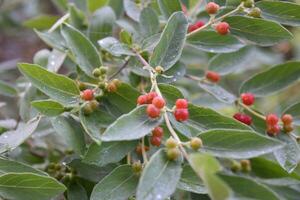 Bush with Berries Turning Red in the Summer photo