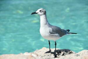 curioso riendo gaviota a lo largo el costa en el caribe foto