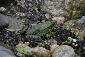 grande verde rana mugidora rodeado por rocas en un pantanoso zona foto