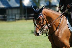 Inglés jinete con doble riñones en un espectáculo caballo foto