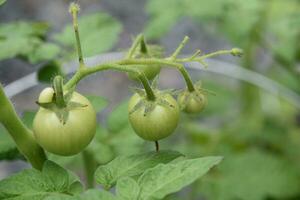 Green Cherry Tomatos Still on the Vine photo