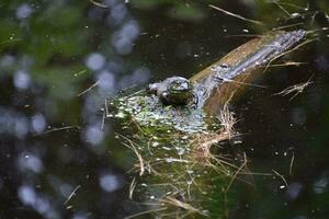 rana flotante en agua en un Iniciar sesión foto
