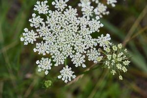 Tiny White Flowers Blooming in Queen Annes Lace photo