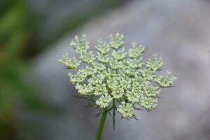 Stunning White Queen Annes Lace Flower Blossom photo