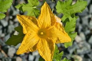 Summer Squash Flowering in a Vegetable Garden photo