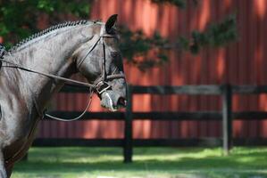 Dark Bay Hunter Horse at a Horse Show photo