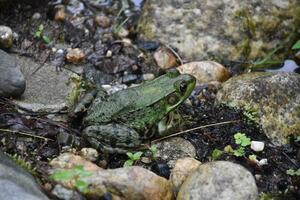 Large Green Frog Between Rocks on a Pond photo