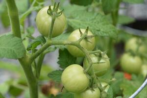 Unripened Green Cherry Tomatos on a Vine photo