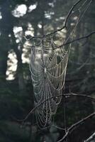 Pattern of Woven Web in a Tree Branch photo