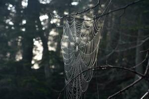 tejido seda araña web en árbol ramas foto