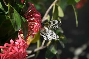 Winged Tree Nymph Butterfly on Pink Flowers photo