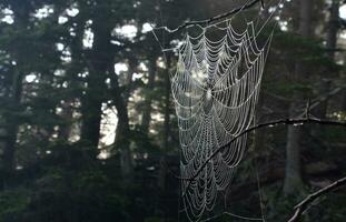 Rocío en un araña web en un bosque foto