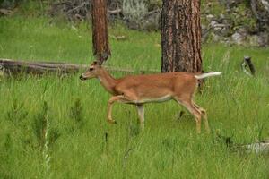 White Tailed Deer Walking Through a Field in the Wild photo