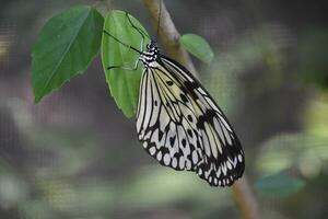 blanco y negro árbol ninfa mariposa arriba cerca foto