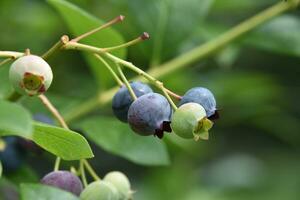 Healthy Fresh Blueberries on a Bush in the Summer photo