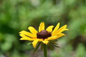 Spectacular Capture of a Black Eyed Susan Flower photo