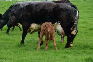 Calf Standing Under Its Mother in a Meadow photo