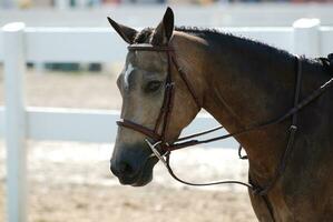 Strawberry Roan Arabian Horse Under Saddle in the Summer photo