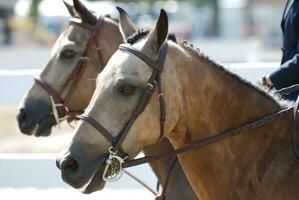 Pair of Roan Horses that Look Like Twins photo