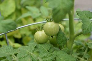 Garden with Green Cherry Tomatos Waiting to Ripen photo