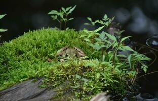 Frog Camoflauged on a Pile of Green Moss photo