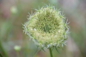 Stunning Close Up of a Queen Annes Lace photo