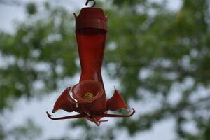 colibrí alimentador lleno con colibrí comida en verano foto