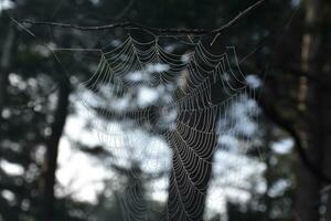 tejido red de seda creando un araña web foto