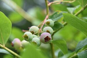 Blueberry Bush with Fresh Blueberries Hanging Down photo