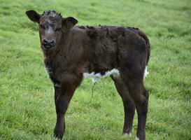 Very Cute Brown Calf in a Field photo