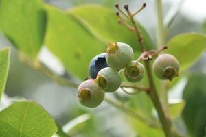 Fresh Blueberries Ripening on a Blueberry Bush photo