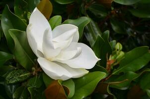 Flowering White Magnolia Blossom on a Magnolia Tree photo