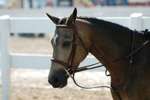 Sweet Roan Pony in a Horse Show Ring photo