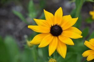 Striking Black Eyed Susan Flower in Bloom photo