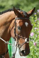 Beautiful Arabian Mare At a Horse Show photo