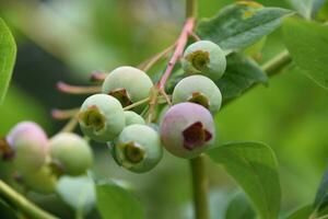 Fresh Organic Blueberries Growing on a Bush photo