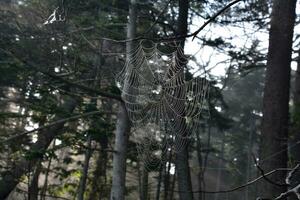 araña web colgando Entre árbol ramas en el verano foto