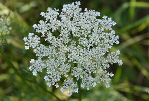 Flowering White Queen Annes Lace Flower Blossom photo