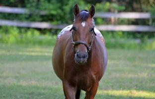 Strawberry Roan Appaloosa Pony in a Field photo