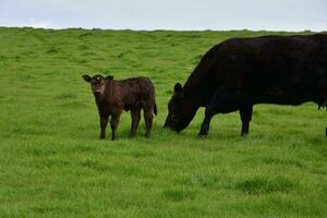 Lone Calf in a Meadow With Its Mom photo