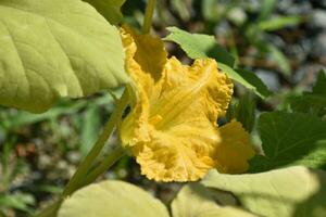 Squash Flower in a Vegetable Garden in the Summer photo