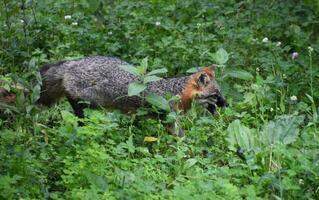Grey Fox with His Mouth Wide Open photo