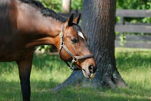 Grazing Horse with Grass Sticking out of His Mouth photo