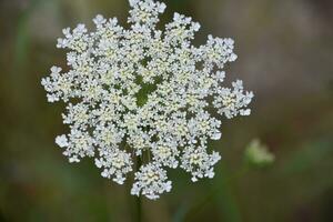 Lacey White Queen Annes Lace Flower Blossom photo